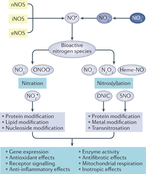 Schematic metabolic pathways of nitric oxide. NO, nitric oxide; ONOO À