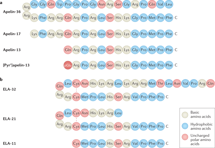 The Therapeutic Potential Of Apelin In Kidney Disease Nature Reviews Nephrology