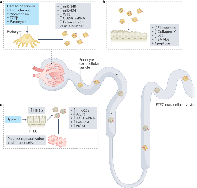 In Vivo Real-Time Imaging of Extracellular Vesicles in Liver Regeneration  via Aggregation-Induced Emission Luminogens