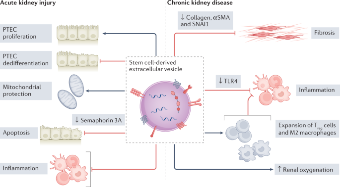 In Vivo Real-Time Imaging of Extracellular Vesicles in Liver Regeneration  via Aggregation-Induced Emission Luminogens