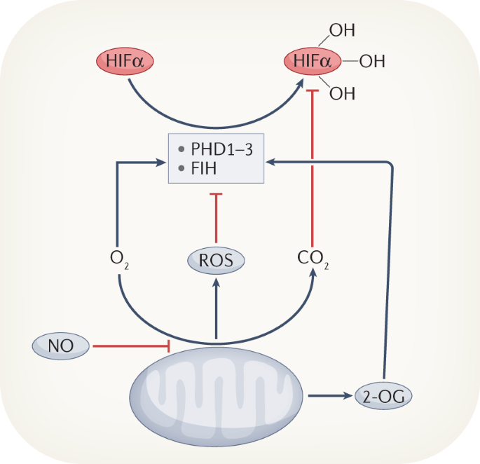 PDF) Hypoxia / Pseudohypoxia-mediated Activation of HIF1A in Cancer