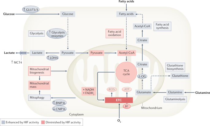 PDF) Hypoxia / Pseudohypoxia-mediated Activation of HIF1A in Cancer