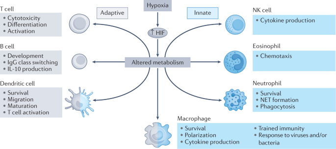 PDF) Hypoxia / Pseudohypoxia-mediated Activation of HIF1A in Cancer