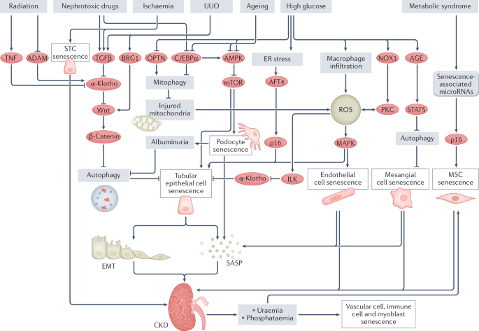 Replicatively senescent cells are arrested in G1 and G2 phases - Figure F1