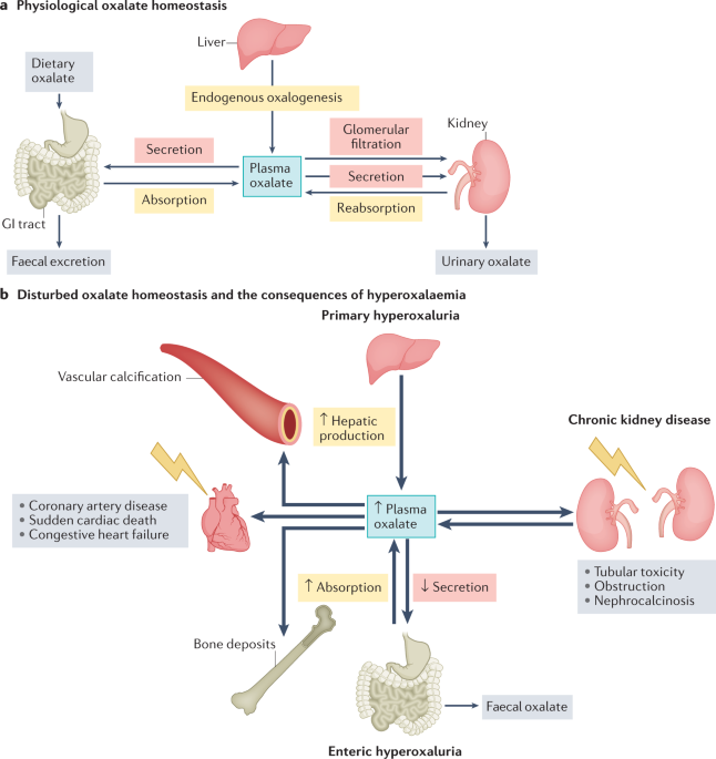 glutathione safe for kidney Disruption in glutathione metabolism and altered energy production in the  liver and kidney after ischemic acute kidney injury in mice main image 1