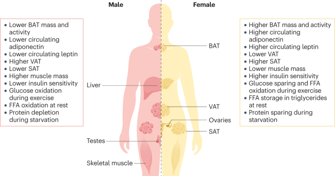 Sex differences in energy metabolism: natural selection 