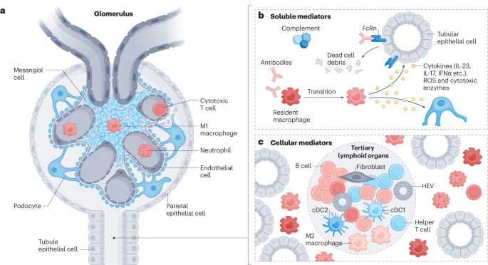 is glutathione capsule bad for kidney The immunoregulatory roles of non-haematopoietic cells in the kidney