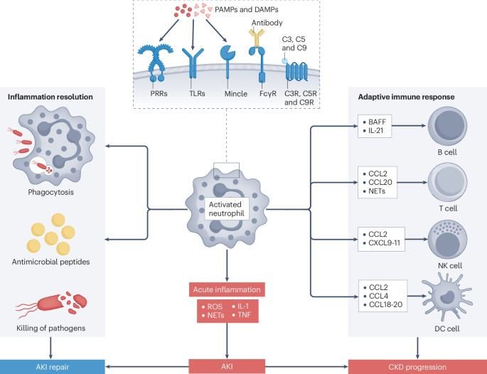 Innate immune cells in acute and chronic kidney disease Innate immune cells in acute and chronic kidney disease