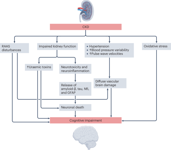 Chronic kidney disease and dementia: an epidemiological perspective