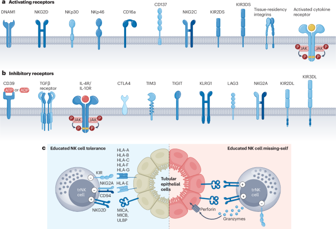 Natural killer cells in kidney immune surveillance, injury and fibrosis ...