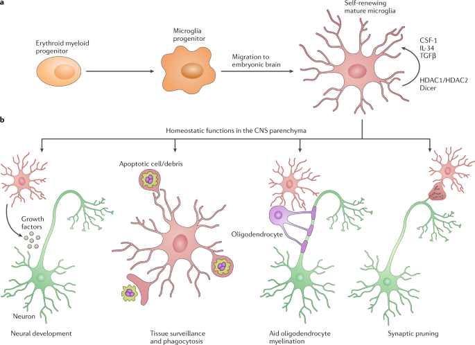 When Encephalitogenic T Cells Collaborate With Microglia In Multiple Sclerosis Nature Reviews Neurology