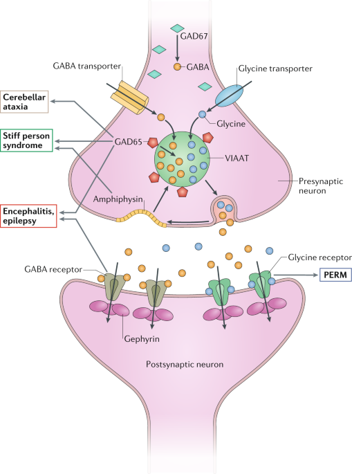 GAD antibodies in neurological disorders — insights and challenges | Nature  Reviews Neurology