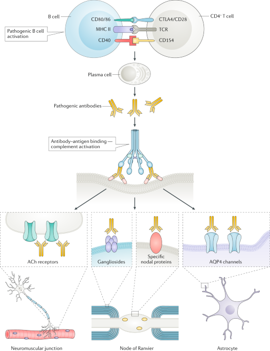 Multiple sclerosis: Serum anti-CNS autoantibodies - John W Prineas
