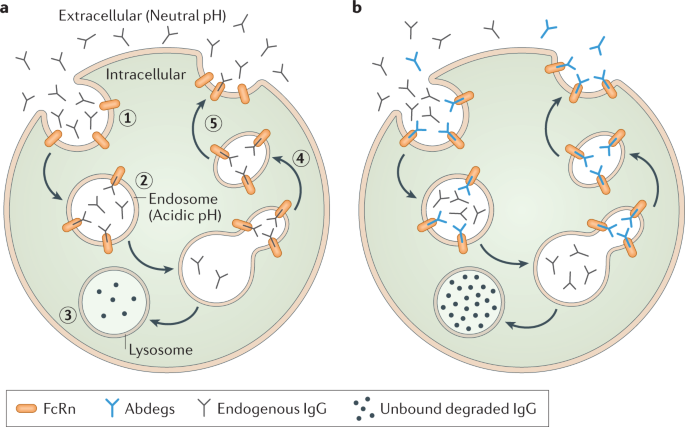 Getting Specific Targeting Fc Receptors In Myasthenia Gravis Nature Reviews Neurology