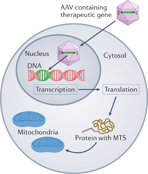 Gene therapy for primary mitochondrial diseases: experimental advances and  clinical challenges | Nature Reviews Neurology