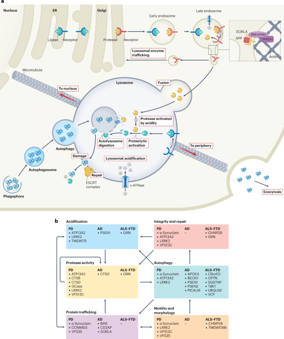 Lysosomal dysfunction in neurodegenerative disease