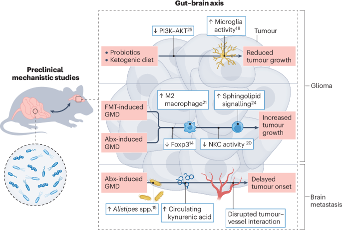 The emerging role of microbiota in neuro-oncology