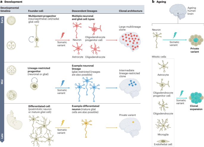 Somatic mosaicism in the brain: linking development, ageing and neurodegeneration