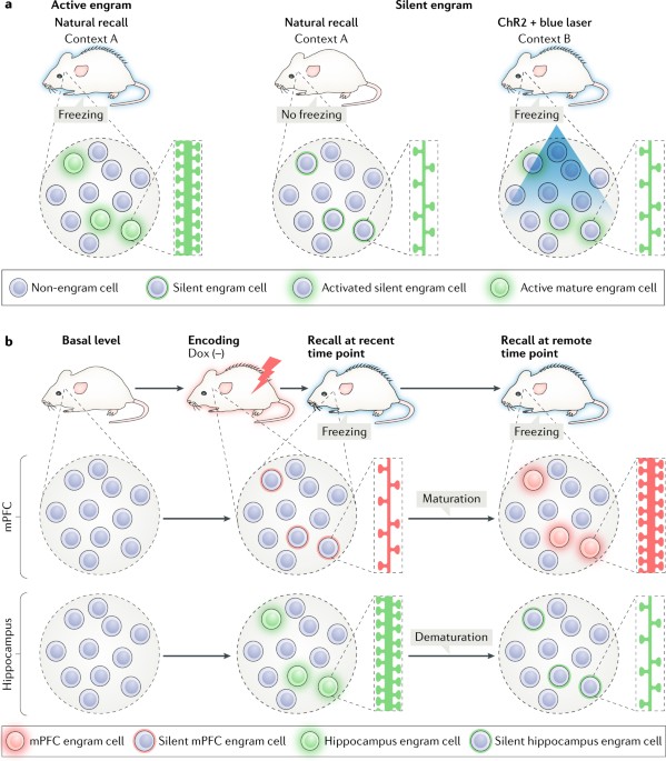 Engram neurons: Encoding, consolidation, retrieval, and forgetting of memory