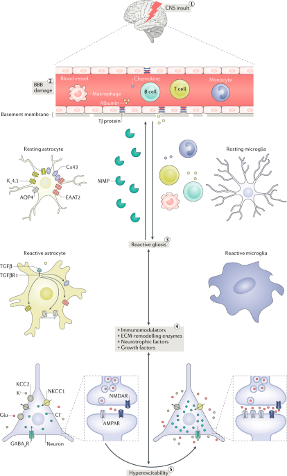 glutathione and epilepsy Neuron–glia interactions in the pathophysiology of epilepsy