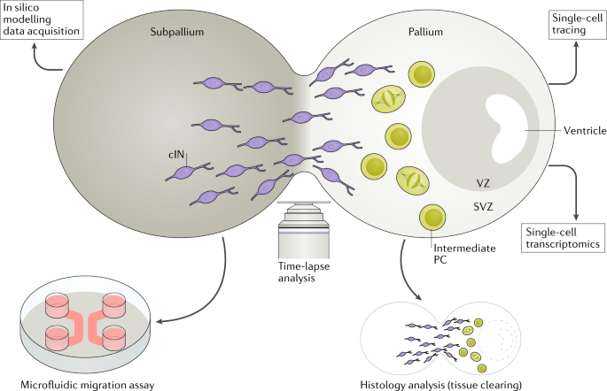 Pals1 deletion causes cell-in-cell (CIC) structures in cortical