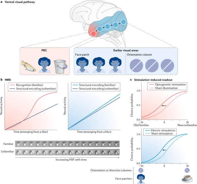 Central Histamine Boosts Perirhinal Cortex Activity and Restores Forgotten  Object Memories - ScienceDirect