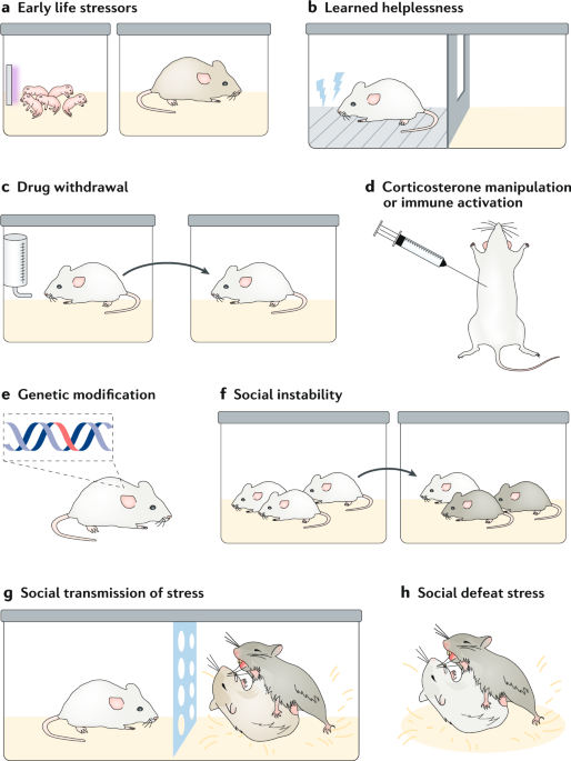 The Future Of Rodent Models In Depression Research Nature Reviews Neuroscience The Future Of Rodent Models In Depression Research Nature Reviews Neuroscience