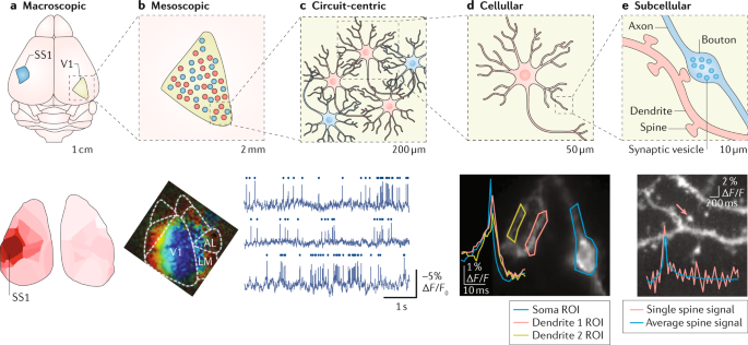 Optical Electrophysiology: Toward the Goal of Label-Free Voltage Imaging