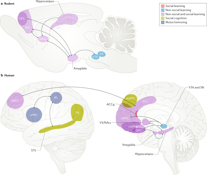 Circuits for social learning: A unified model and application to