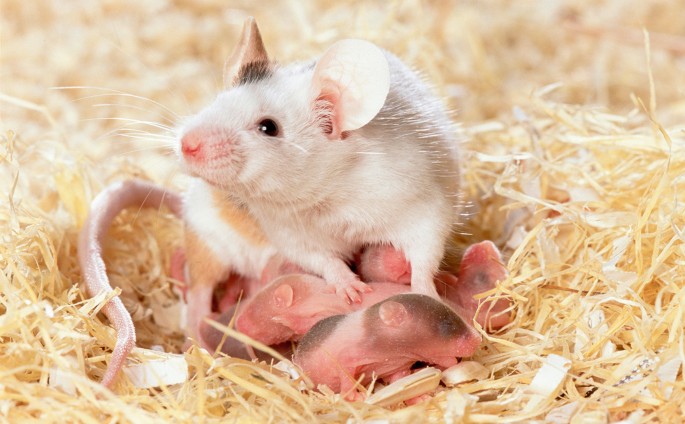 Mother mice tune in to pup calls