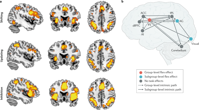 Cognitive and behavioural flexibility: neural mechanisms and clinical  considerations | Nature Reviews Neuroscience