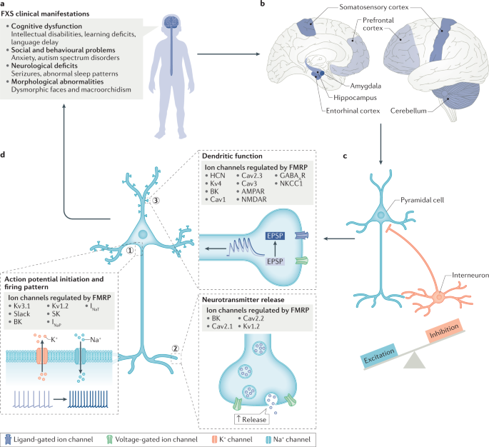 Channelopathies in fragile X Nature Reviews Neuroscience