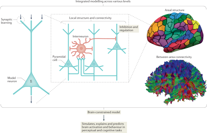 Biological constraints on neural models of cognitive function | Nature Reviews Neuroscience