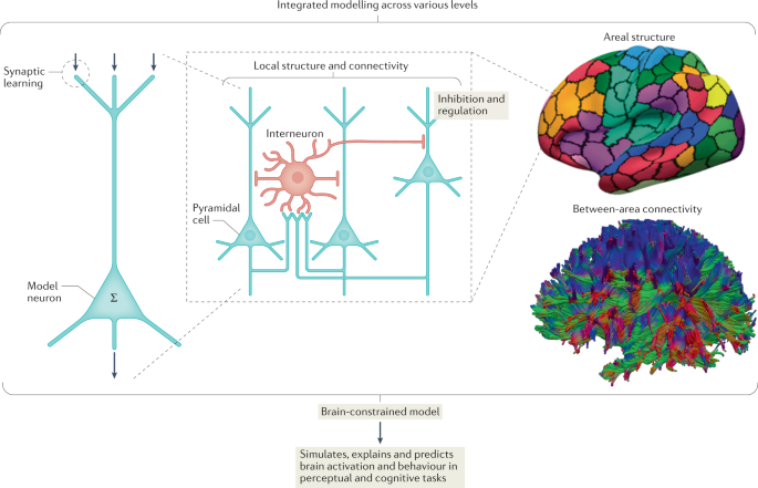 Circuits for social learning: A unified model and application to