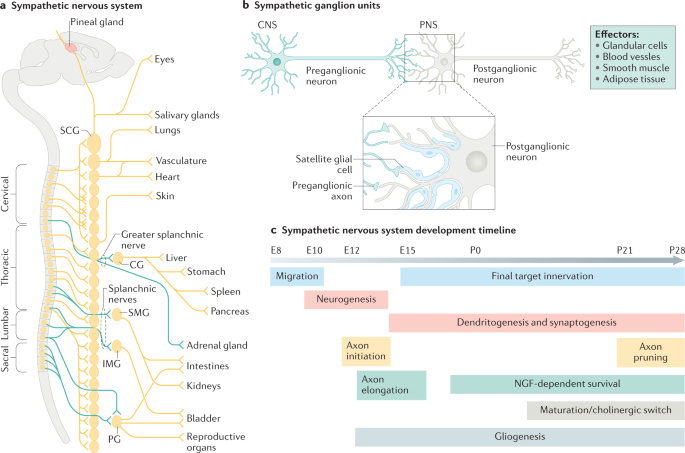 https://media.springernature.com/m685/springer-static/image/art%3A10.1038%2Fs41583-021-00523-y/MediaObjects/41583_2021_523_Fig1_HTML.png