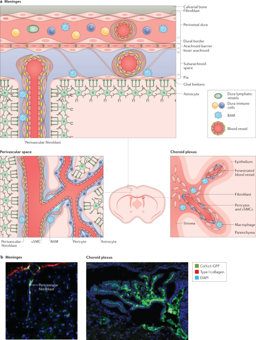 Emerging roles for cns fibroblasts in health, injury and disease