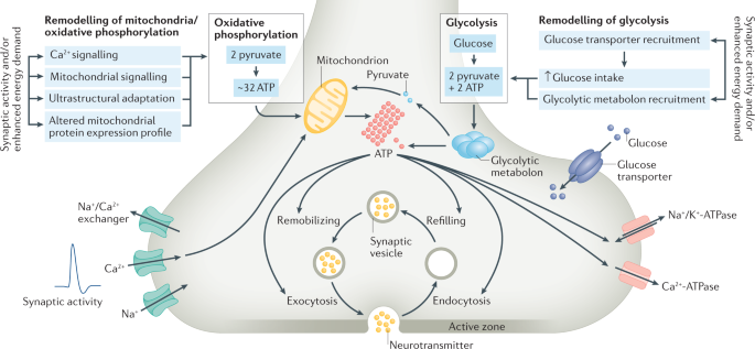 PDF) Neuro-Vulnerability in Energy Metabolism Regulation: A