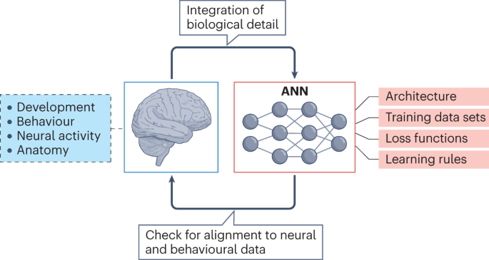 On Biology Brain Awareness Week 2018 quiz