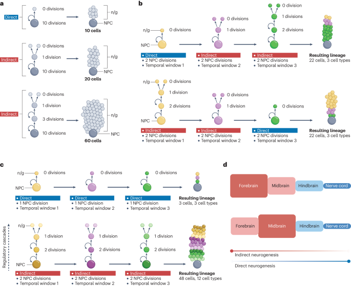 Indirect neurogenesis in space and time
