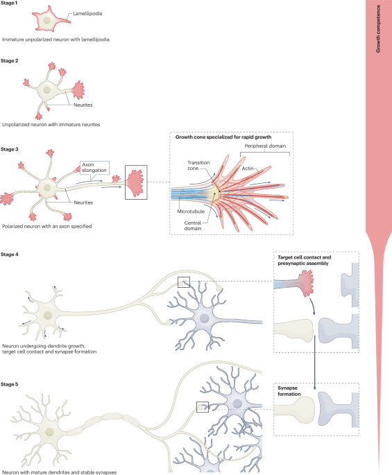 Neuronal maturation and axon regeneration: unfixing circuitry to enable repair - Nature Reviews Neuroscience