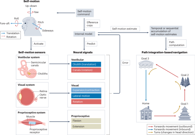 Multisensory coding of self-motion and its contribution to navigation ...