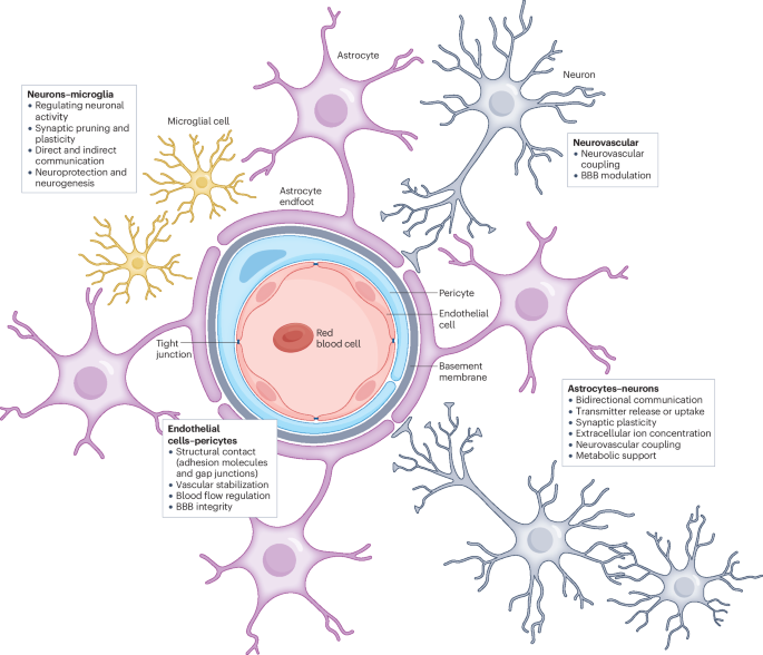 Dynamic modulation of the blood–brain barrier in the healthy brain