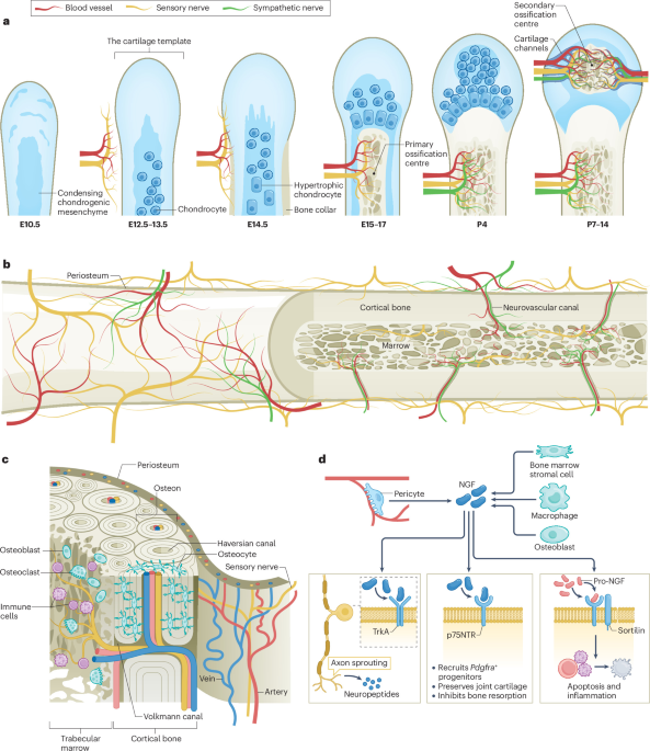 Sensing the skeleton: sensorineural regulation in bone