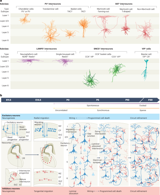 Interneurons and network activity in the cerebral cortex: a developmental dialogue