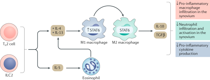 Anti Inflammatory And Immune Regulatory Cytokines In Rheumatoid Arthritis Nature Reviews Rheumatology