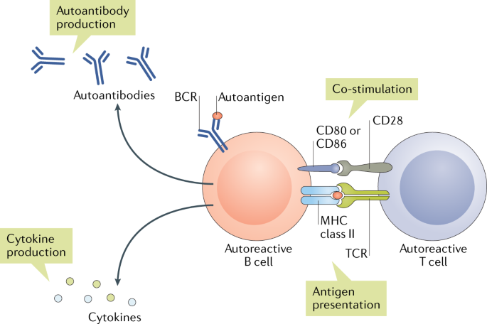 B Cell Checkpoints In Autoimmune Rheumatic Diseases Nature Reviews Rheumatology