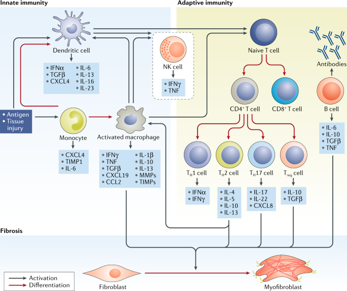 Involvement of the myeloid cell compartment in fibrogenesis and systemic sclerosis