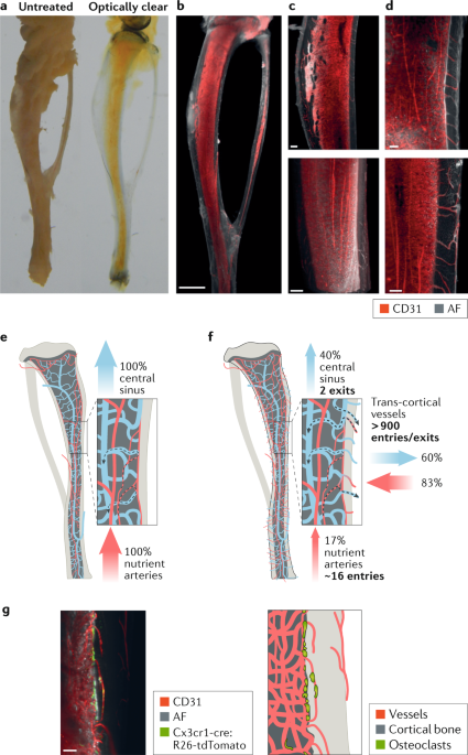 In Vivo High-Resolution Bioimaging of Bone Marrow and Fracture