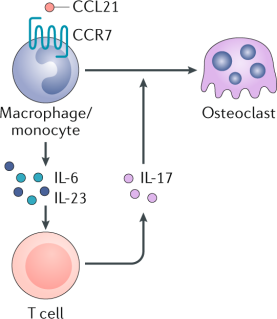 Ccl21 Ccr7 Axis In Ra Linking Inflammation And Bone Erosion Nature Reviews Rheumatology