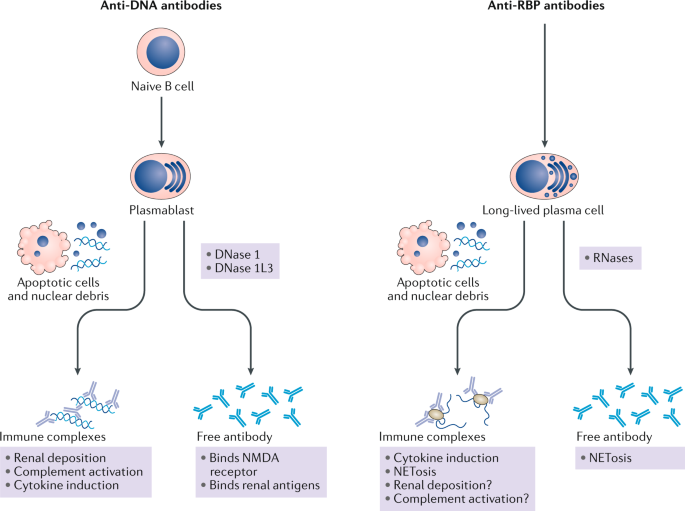 New Insights Into The Role Of Antinuclear Antibodies In Systemic Lupus Erythematosus Nature Reviews Rheumatology